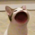 Pop cats forever