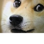 The Doge Rebelion