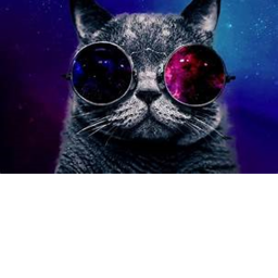 The story of meow meow meow power