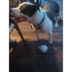 Dog clud