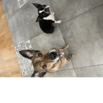 Hunde2023
