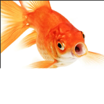 The big fish group Group Thumbnail