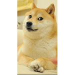 Palace o doggos