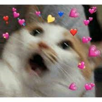 cookis UwU
