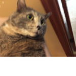 kittyblaster333