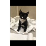 Boris the kitty