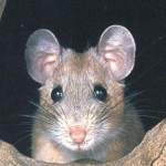 Neotomas