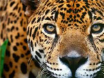 Save the Animals group