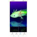 The axolotl boys and girls
