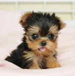 ~Doggy Lovers~