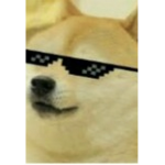 The real Doge pirates