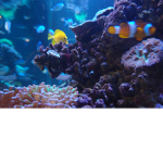 DA FISH GROUP!