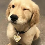 cuddles fan group