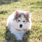 Love huskies <3