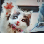 Kitty Cat Meow Club
