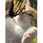 Laila.playz