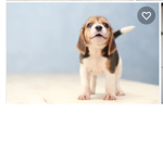 Cute cute puppy group