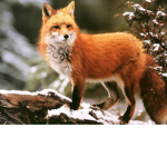 The Foxx Union