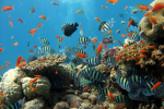 Fishys yard