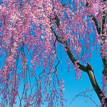cherryblossomsssssss