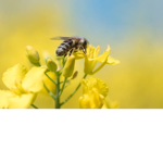 honey bee buzzy squad