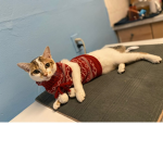 i luv cats sm