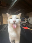 bleh's sille group :3