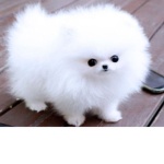 GLOB GO GAB GALAB WILL GIVES U STUFFS IF CHU JOIN