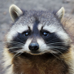 Raccoon Studios!!!