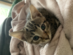 Aubreyrose91513 kitty club