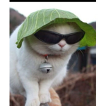 CAT THINGSS