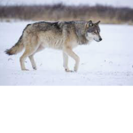 NotTheWolfieSquad