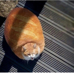 loaf entertainment