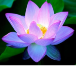 Pink lotus