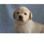 Puppy L0V3R$!