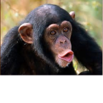 TheMonkeyz