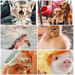 animals are forever