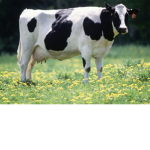 The cowssssssss