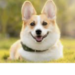 Corgi obsessed club