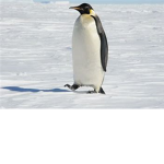 The Penguin Explores