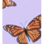 Beautiful Butterflies Squad