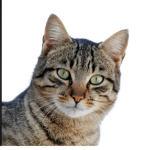 Kittys group (meow)