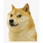 강아지 클럽