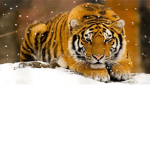TIGERES ARE AWESOME