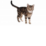 Funboy's Cat  Squad