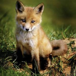 Foxy AzThEtIcZ
