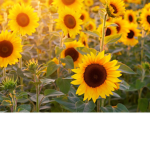 SunflowerSquad !!!!