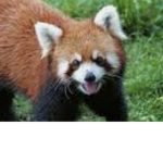 Save our animals #Animalcommunity