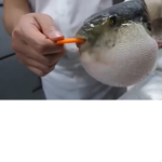 Pufferfish Boiz