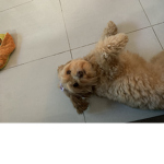 Charles the dog